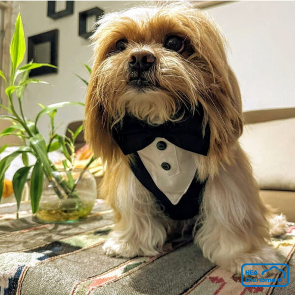 ARNÉS SMOKING PARA PERROS PARA BODAS Y EVENTOS - Imagen 2