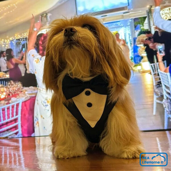 ARNÉS SMOKING PARA PERROS PARA BODAS Y EVENTOS - Imagen 4