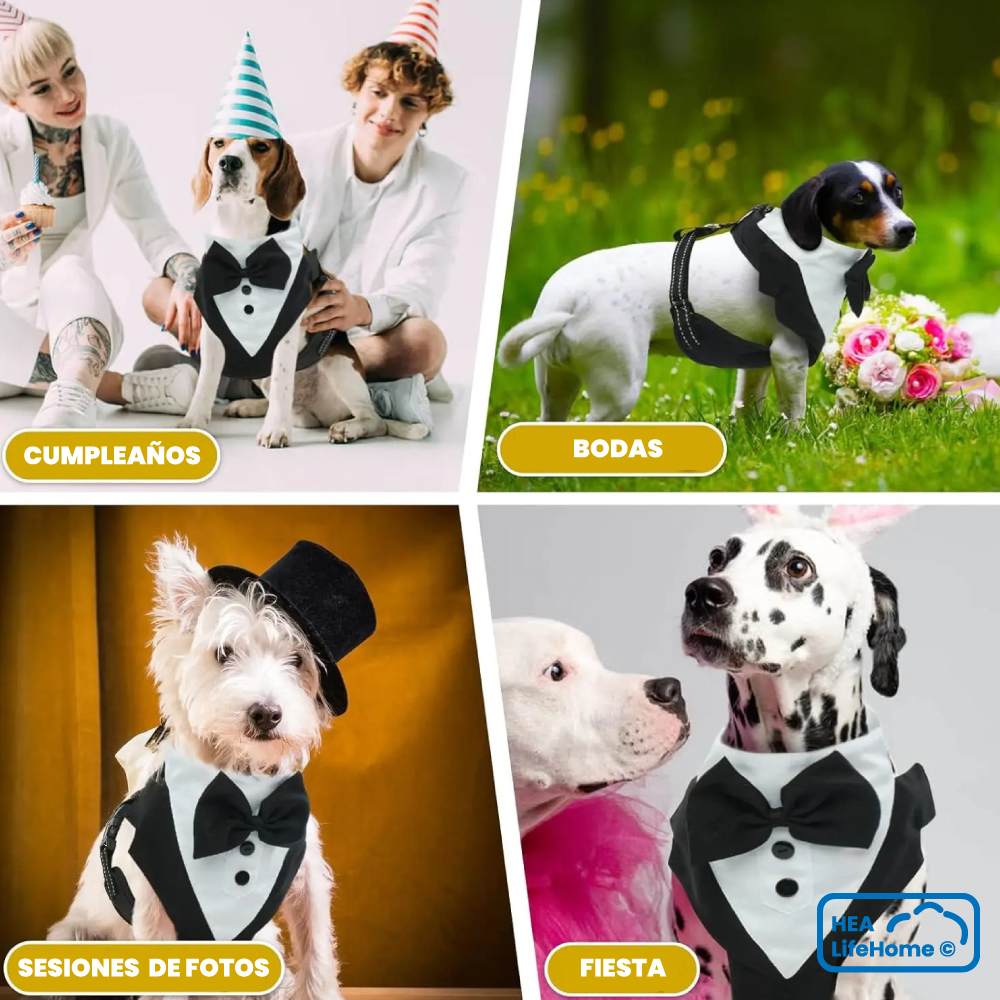 Arnés Smoking para Perros - Imagen 7